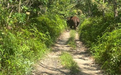 Rusaknya Habitat Satwa Liar di Kawasan TNTN, Kawanan Gajah Liar Kembali Masuk Pemukiman Masyarakat