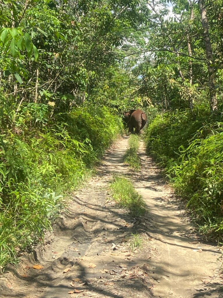Rusaknya Habitat Satwa Liar di Kawasan TNTN, Kawanan Gajah Liar Kembali Masuk Pemukiman Masyarakat