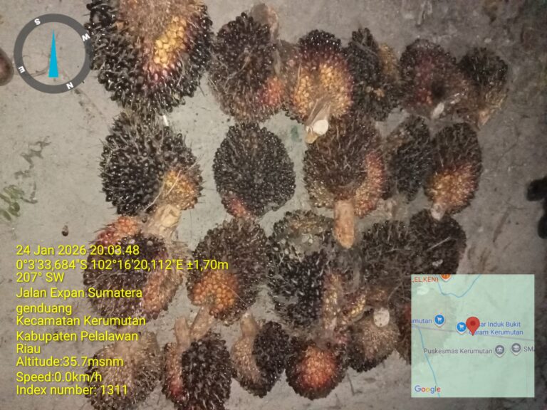 Polsek Kerumutan Berhasil Mengungkap Kasus Pencurian Buah Kelapa Sawit di PT Sari Lembah Subur