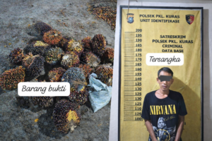 Pelaku Pencurian Tandan Sawit di Pangkalan Kuras Berhasil Diamankan Polisi