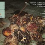 Pelaku Pencurian Tandan Sawit di Ukui Berhasil Diamankan