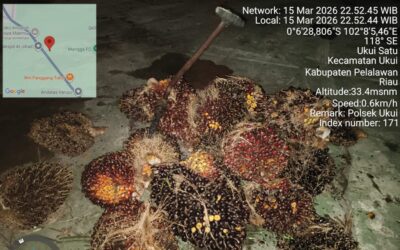 Pelaku Pencurian Tandan Sawit di Ukui Berhasil Diamankan