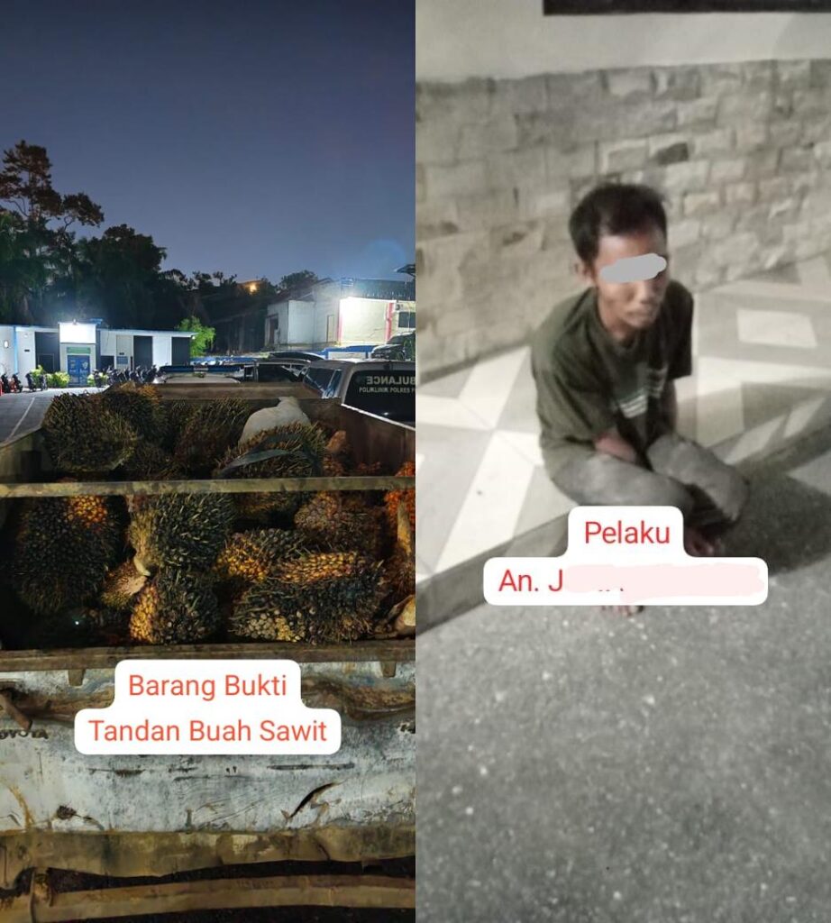 Polres Pelalawan Ungkap Kasus Pencurian TBS Sawit di PT Costa Kerumutan