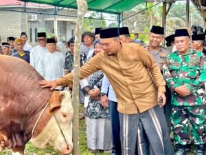 Bupati Ade Salurkan Sapi Kurban Presiden Prabowo untuk Warga Seberida