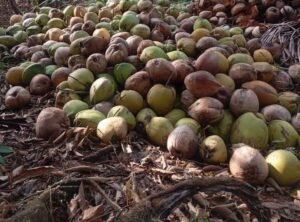 Harga Kelapa di Inhil Anjlok Hingga Rp1.800 per Kg, Petani Menjerit